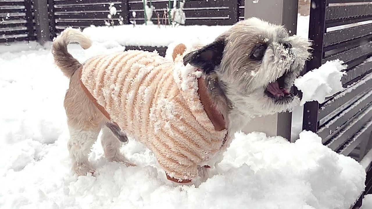 雪に大はしゃぎした日。｜A Day We Got Overexcited in the Snow.