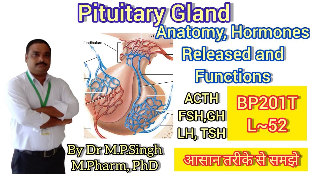 Pituitary Gland | Structure, Hormones & Functions | Human Anatomy Physiology-II | BP201T | L~52