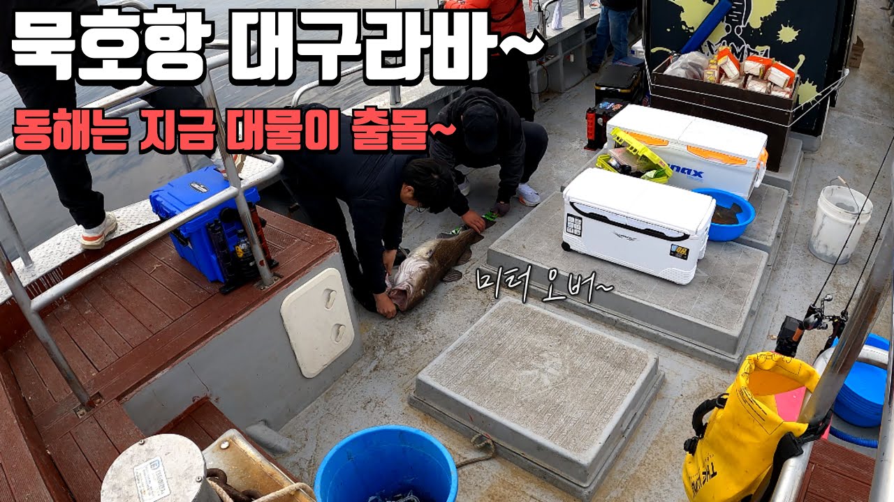 묵호항 3월 1일 대구라바 [쌈바호]