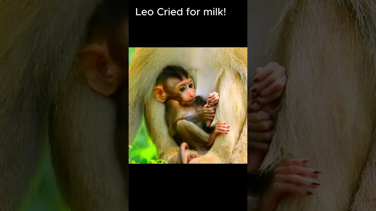 Congratulation! Newborn baby monkey!! #jane #tasana #janet