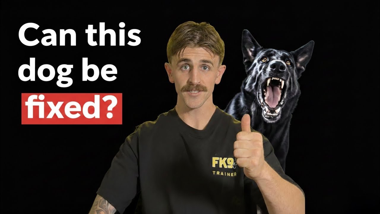 4 CRUCIAL steps to fix your reactive dog