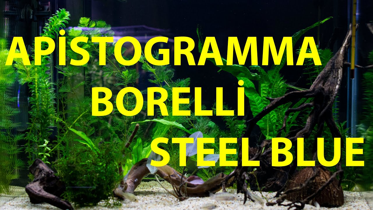 BİTKİLİ APİSTOGRAMMA BORELLİ STEEL BLUE AKVARYUMUM! AMAZON BİTKİLERİ TANITIMI!