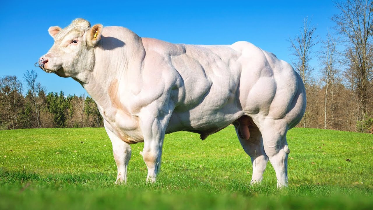 Les Plus Gros Taureaux Du Monde