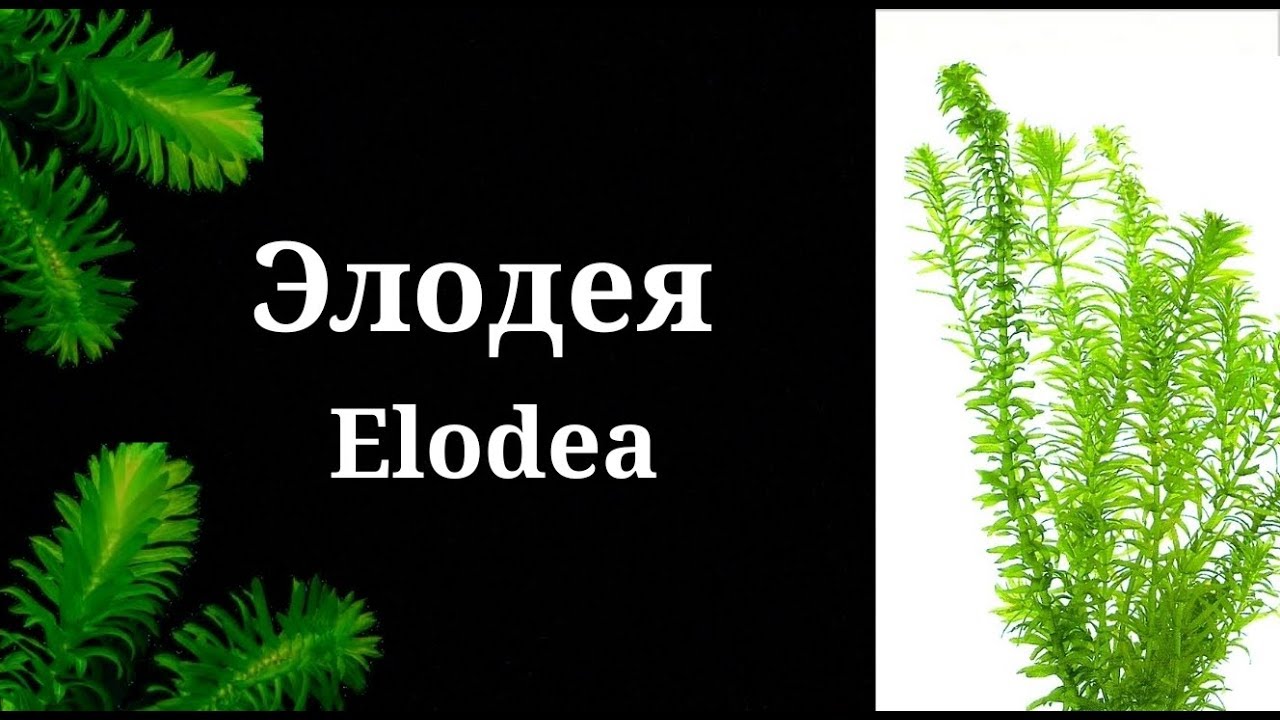 Элодея.Elodea