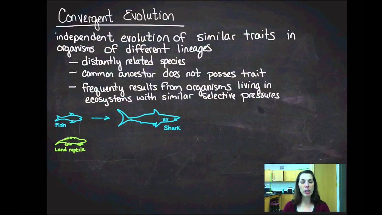 Convergent Evolution