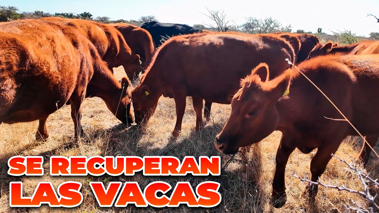 NUEVO ALIMENTO PARA LAS VACAS | Rancho Cinco Talentos