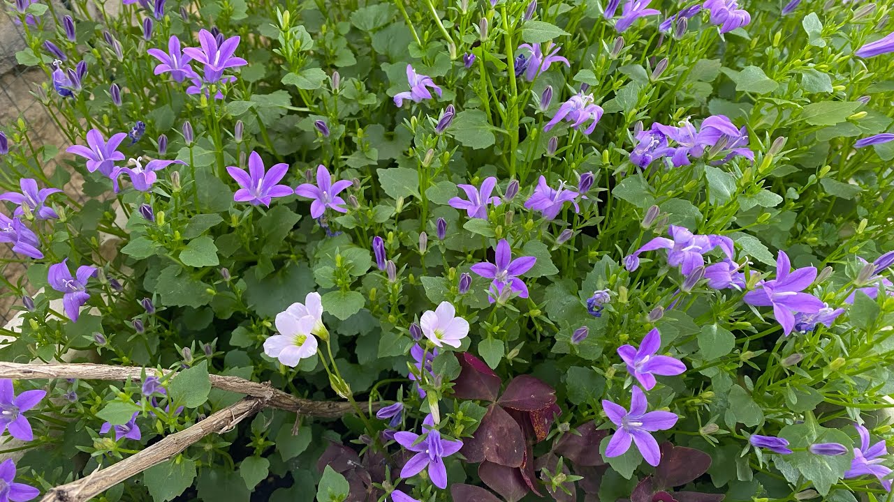 Campanula carpatika maviş çiçeği çan çiçeği nasıl yetiştirilir?