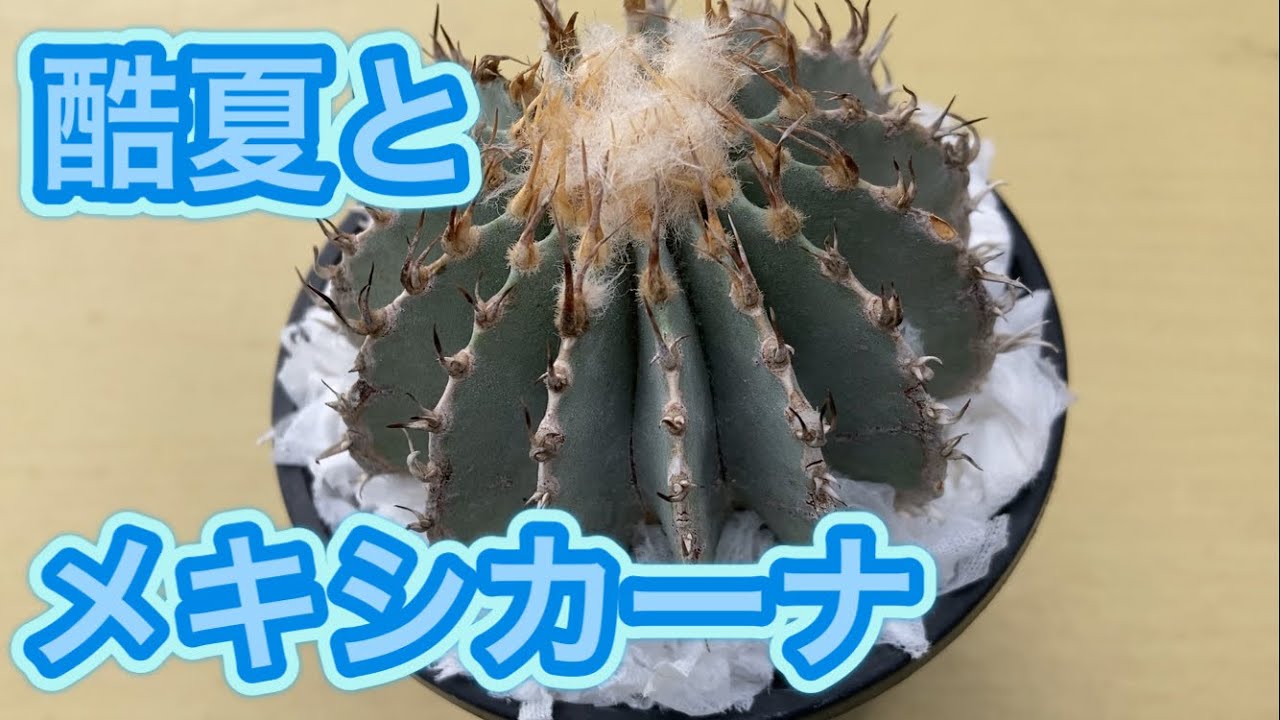酷夏のメキシカーナ