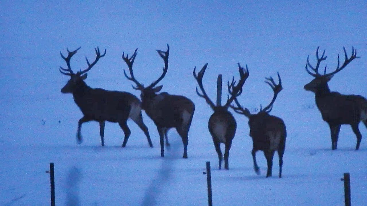 Jelenie byki 2026r Potężna chmara Byków!!!🦌 32sztuki🦌