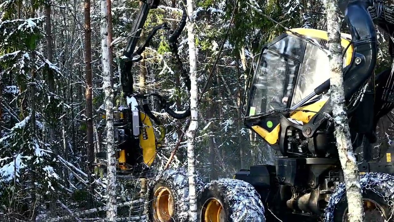 Tidersrum Forest AB Gallring