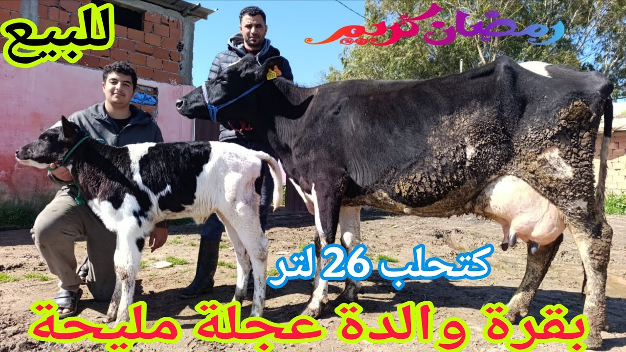 تباااارك الله💫 بقرة والدة عجلة مليحة🌟 إتصل 06.67.49.08.31📞 ألو سي قاسم نواحي الغرب🇲🇦 