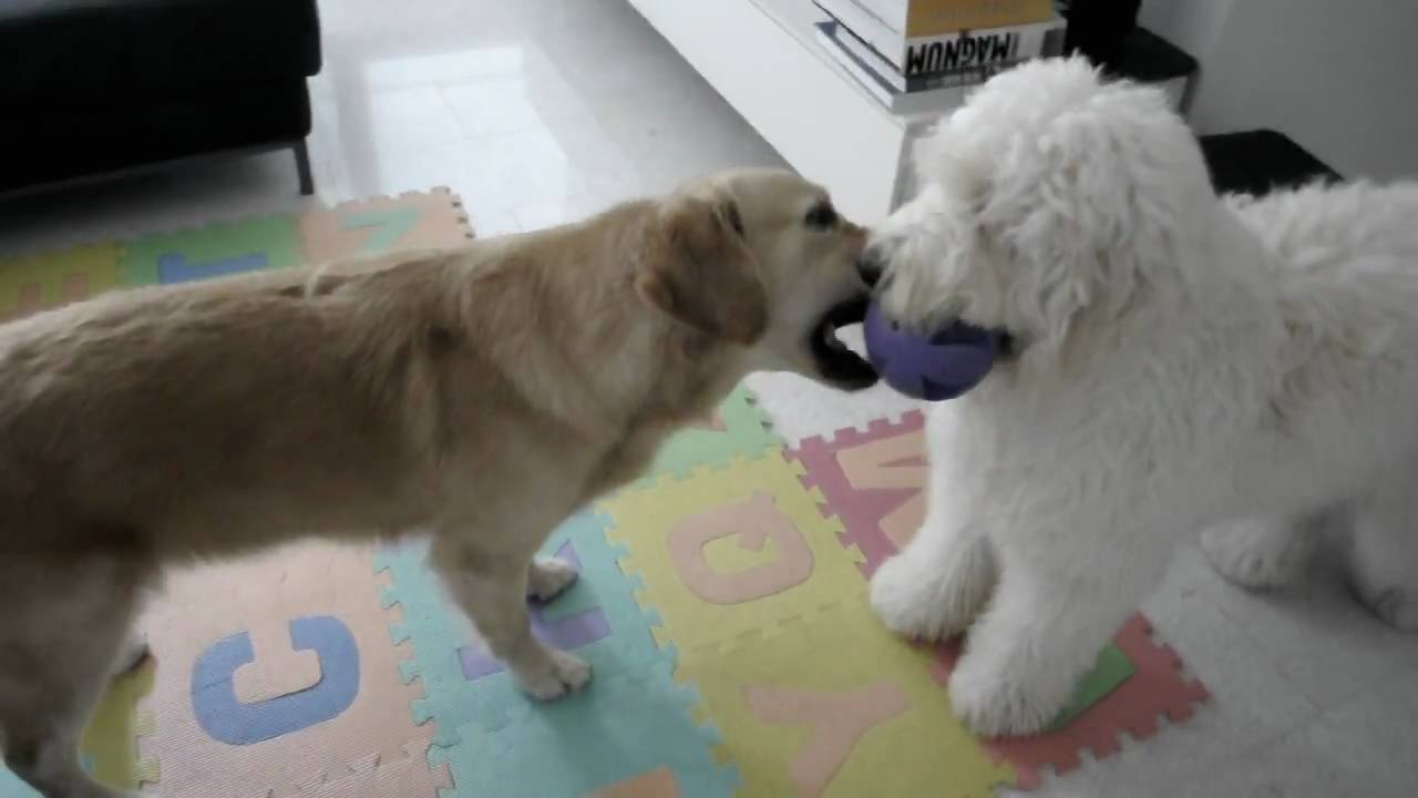 Golden Doodle taunting Golden Retriever