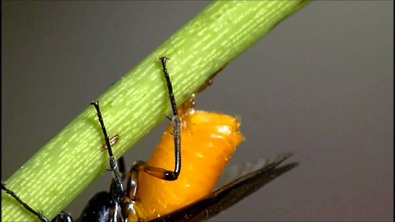 Large Rose Sawfly Laying Eggs