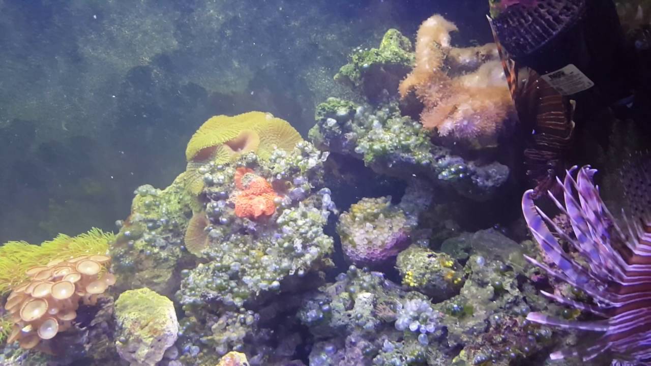 Red slime algea