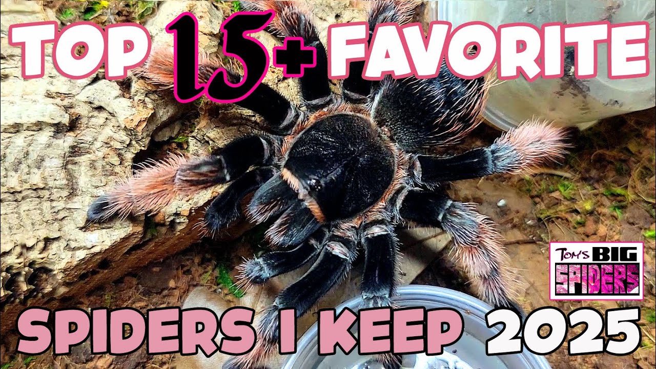 Top 15 Favorite Spiders I Keep 2025