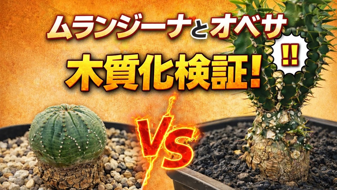 ムランジーナとオベサを木質化