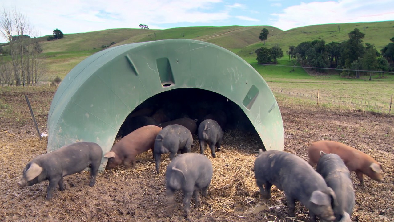 Longbush Free Range Pork