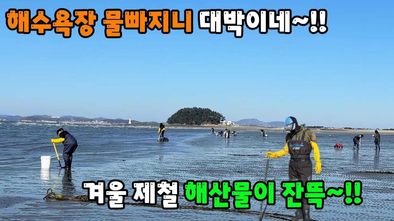 해수욕장 물빠지니 대박이네~ 겨울 제철 해산물이 잔뜩~!!
