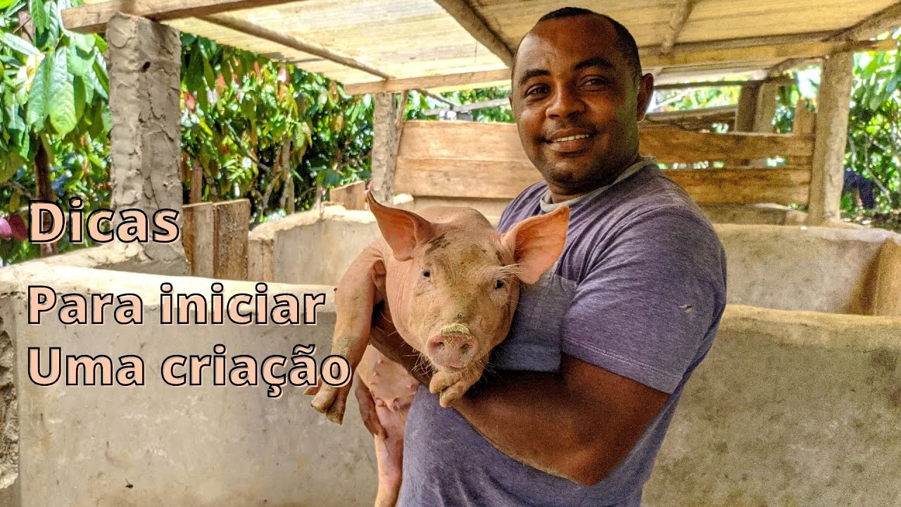 DICAS para INICIAR UMA CRIAÇÃO DE PORCOS - para quem sonha em começar - parte 3