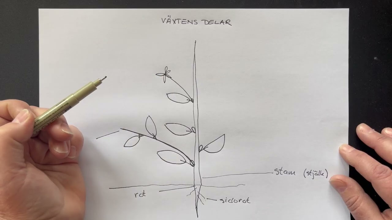 Växtens delar (blad, knopp, stam etc)
