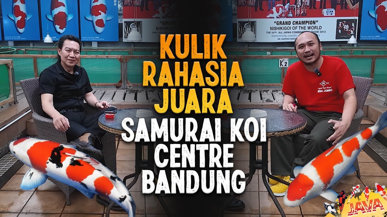 BONGKAR RAHASIA JUARA SAMURAI KOI CENTER BANDUNG