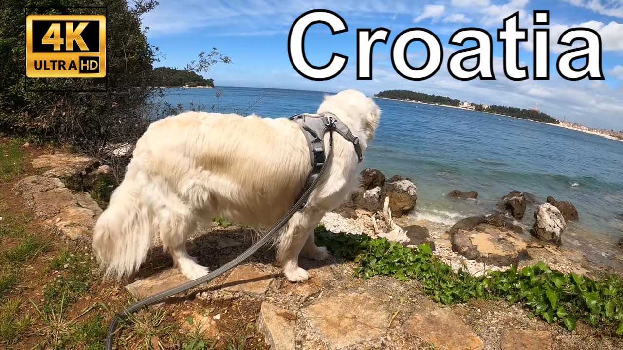 🇭🇷 Croatia with a dog, Croatia - Golden Retriever #6