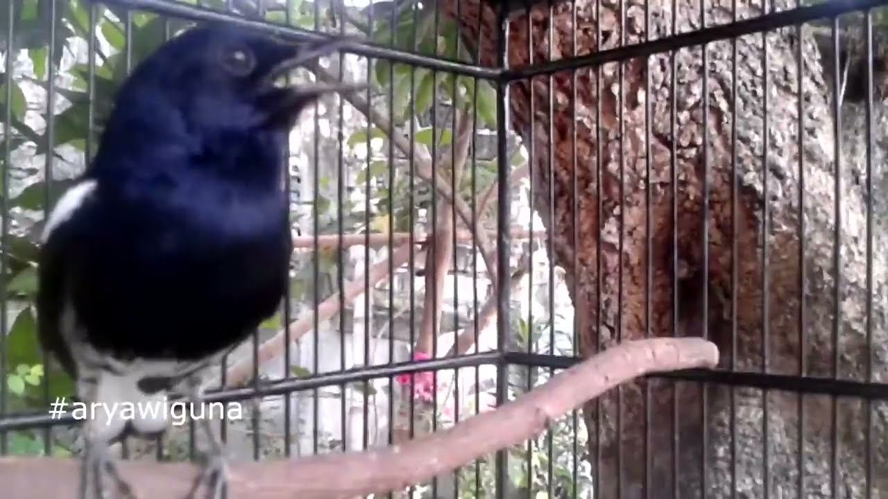 SINGKAT!!! Kacer BISU jenis APASAJA bisa EMOSI gacornya, NGOTOT tanpa JEDAH