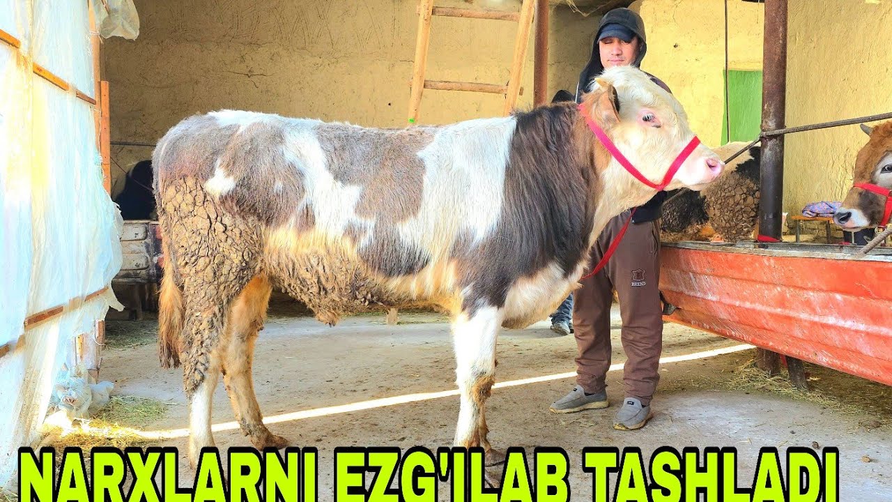 Azizbek va Boburjondan bugun narxlar qog'oz kabi yirtildi maza qiling 29-yanvar, 2026
