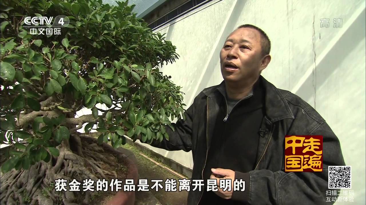 《一方收藏》系列片（7）——老盆景 活古董【走遍中国 20150807】720P