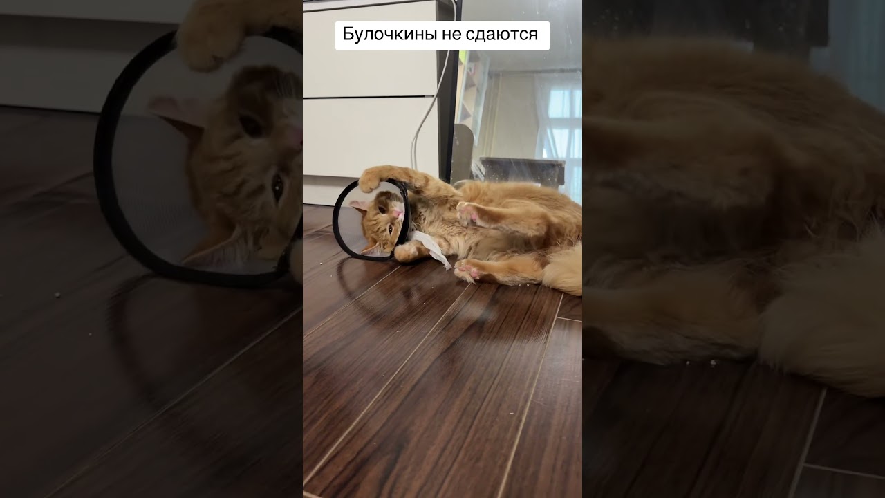 #cat #котофейка #кот #видосыоткота #котик #котики #прикольныекоты #кёстер #рек #рекомендации