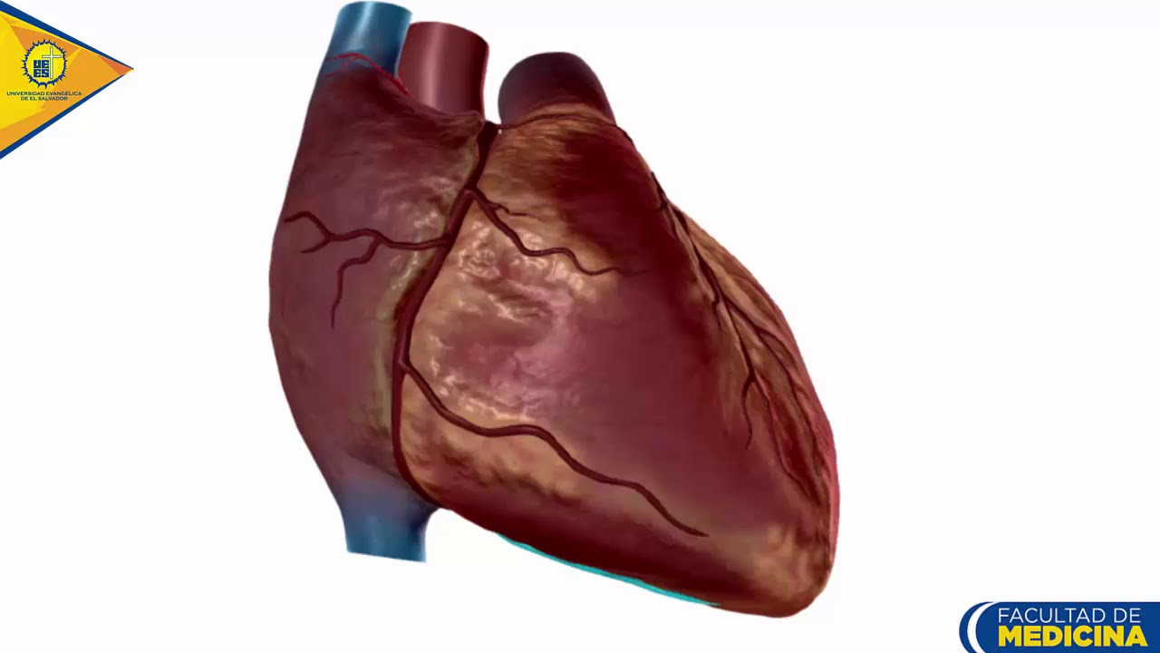 Anatom&iacute;a del Coraz&oacute;n: Circulaci&oacute;n Coronaria  - Dr. Ottoniel S&aacute;nchez