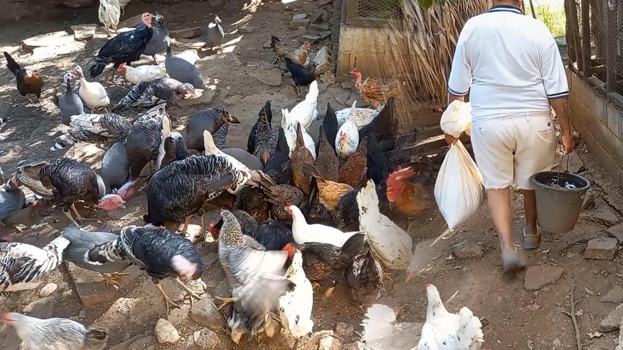 La vida del campo en republica dominicana alimentado las gallinas.