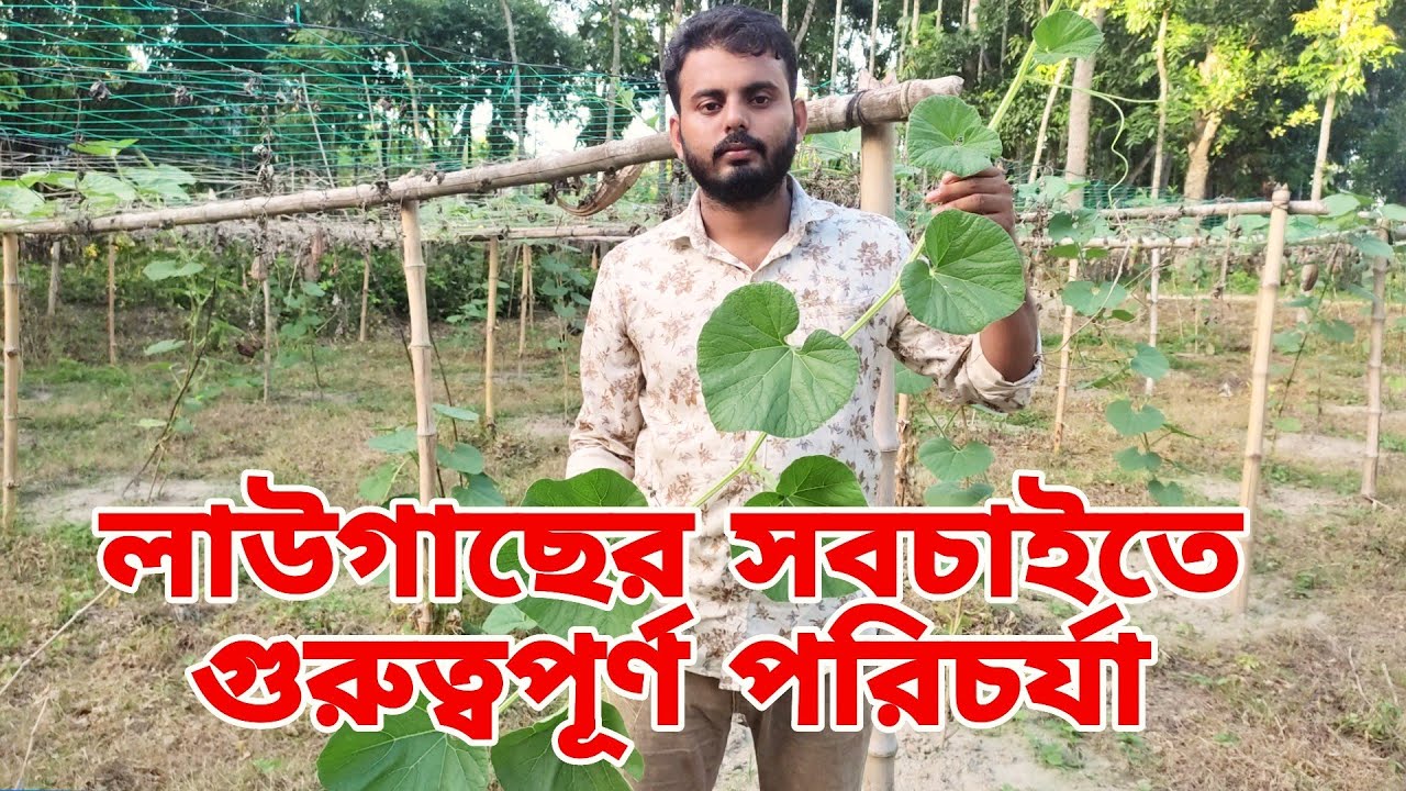 লাউগাছের সবচাইতে গুরুত্বপূর্ণ পরিচর্যা এবং 1G 2G  ও 3G কাটিংএর সঠিক নিয়ম ||  @GoriberAgroBd