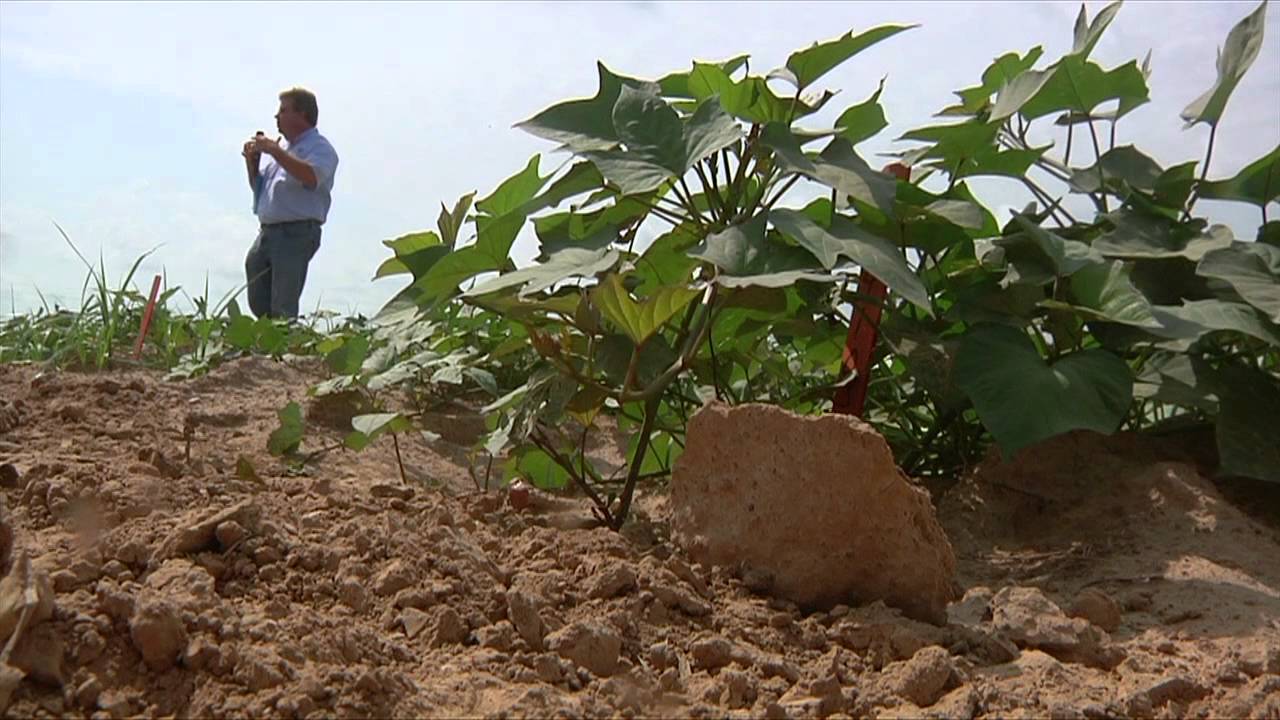New Sweet Potato Varieties