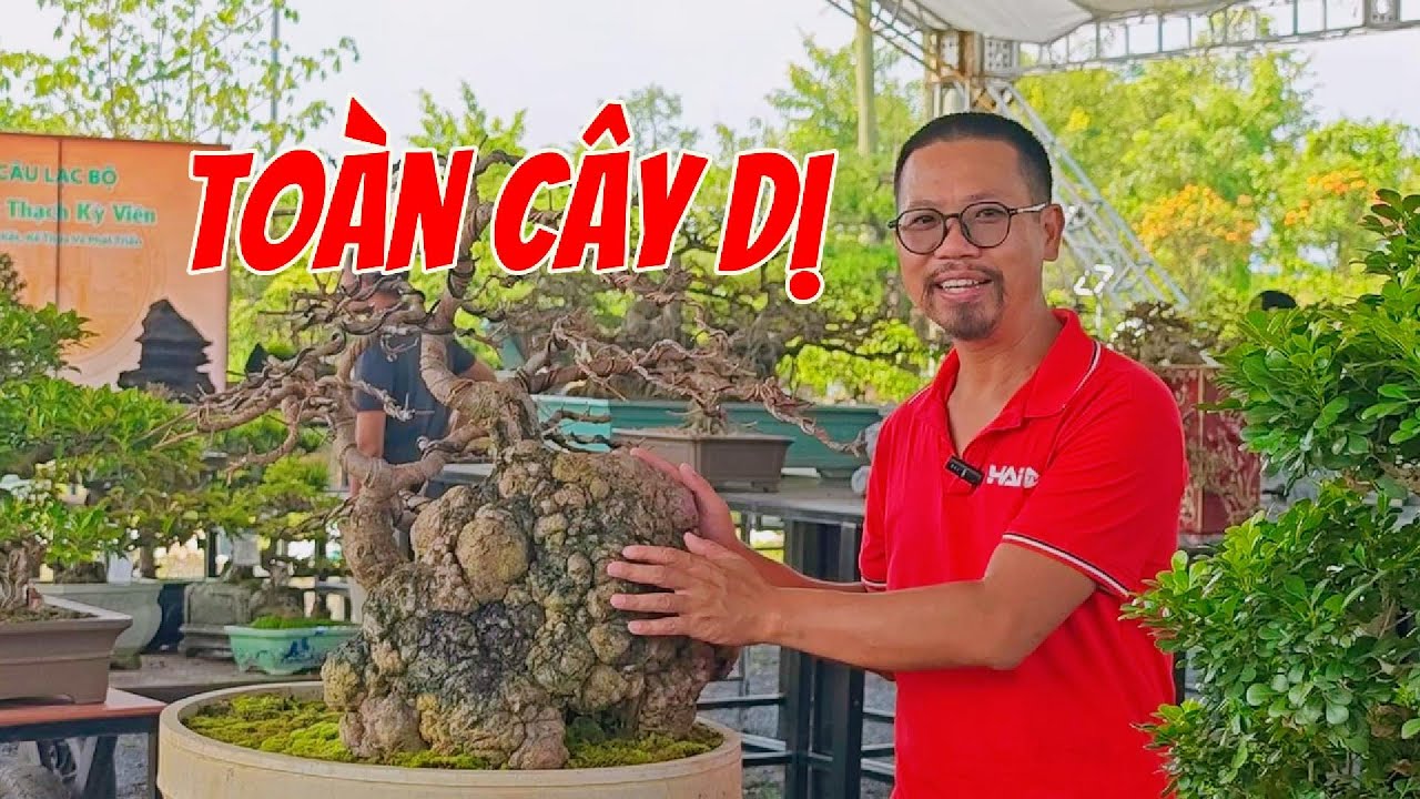 Choáng ngợp trước bộ sưu tập 300 chậu bonsai cực dị
