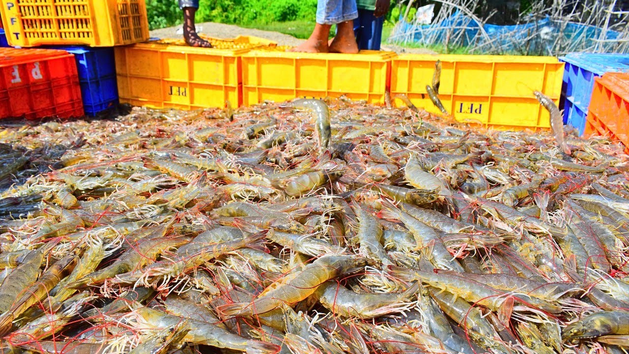Vannamei Shrimp Farming Calture managment || vannamei shrimp growth management