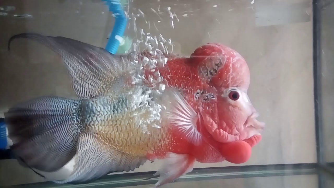 Hasil  Progres Ikan Louhan SRM  Usia 2 Tahun