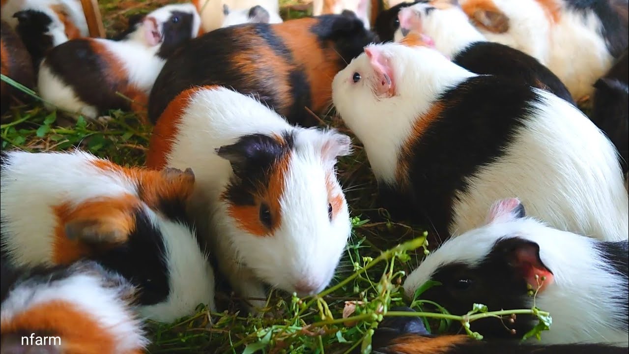 Guinea pig eating ASMR, cute baby Guinea pig , Guinea pig favorite food, pet asmr 