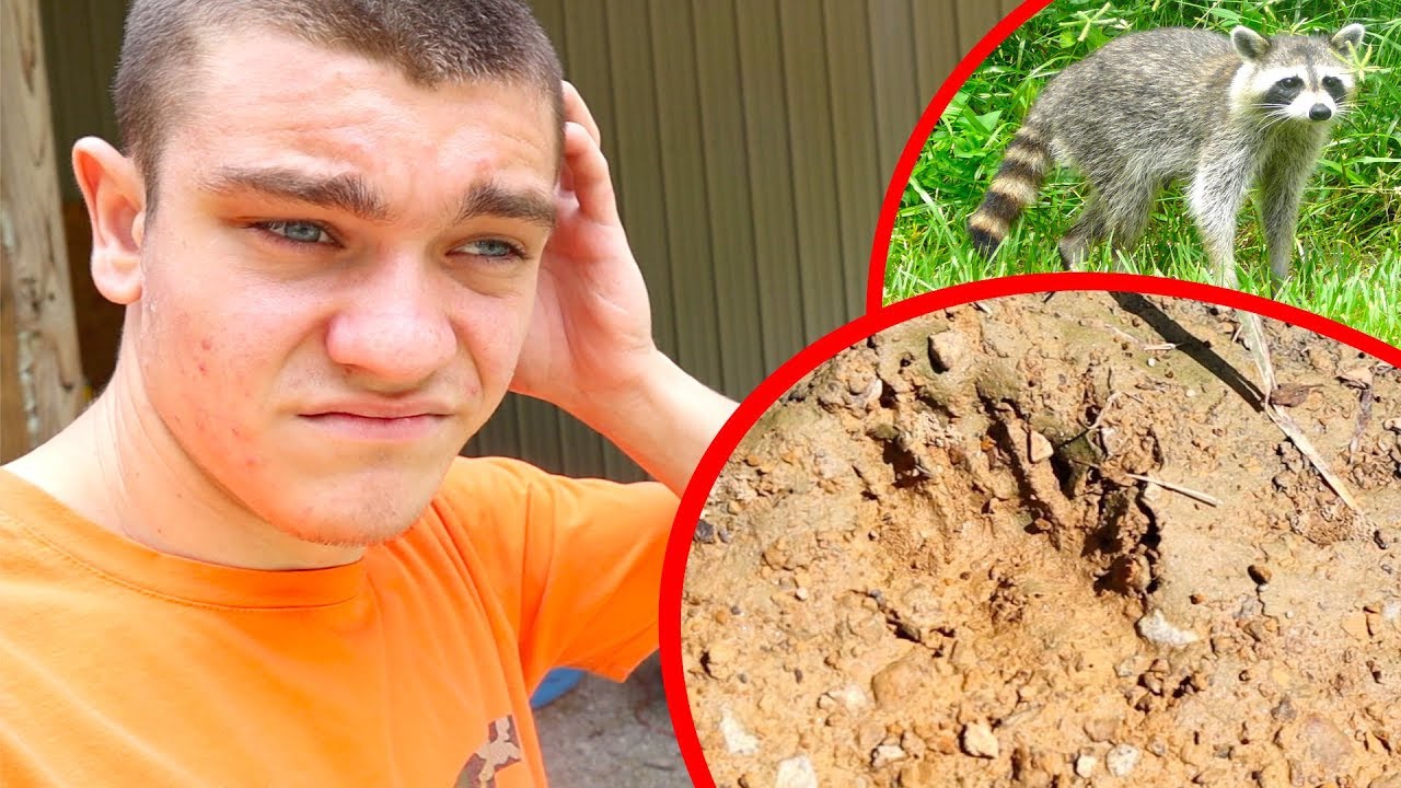 IT'S A RACCOON!!! *Egg Thief*