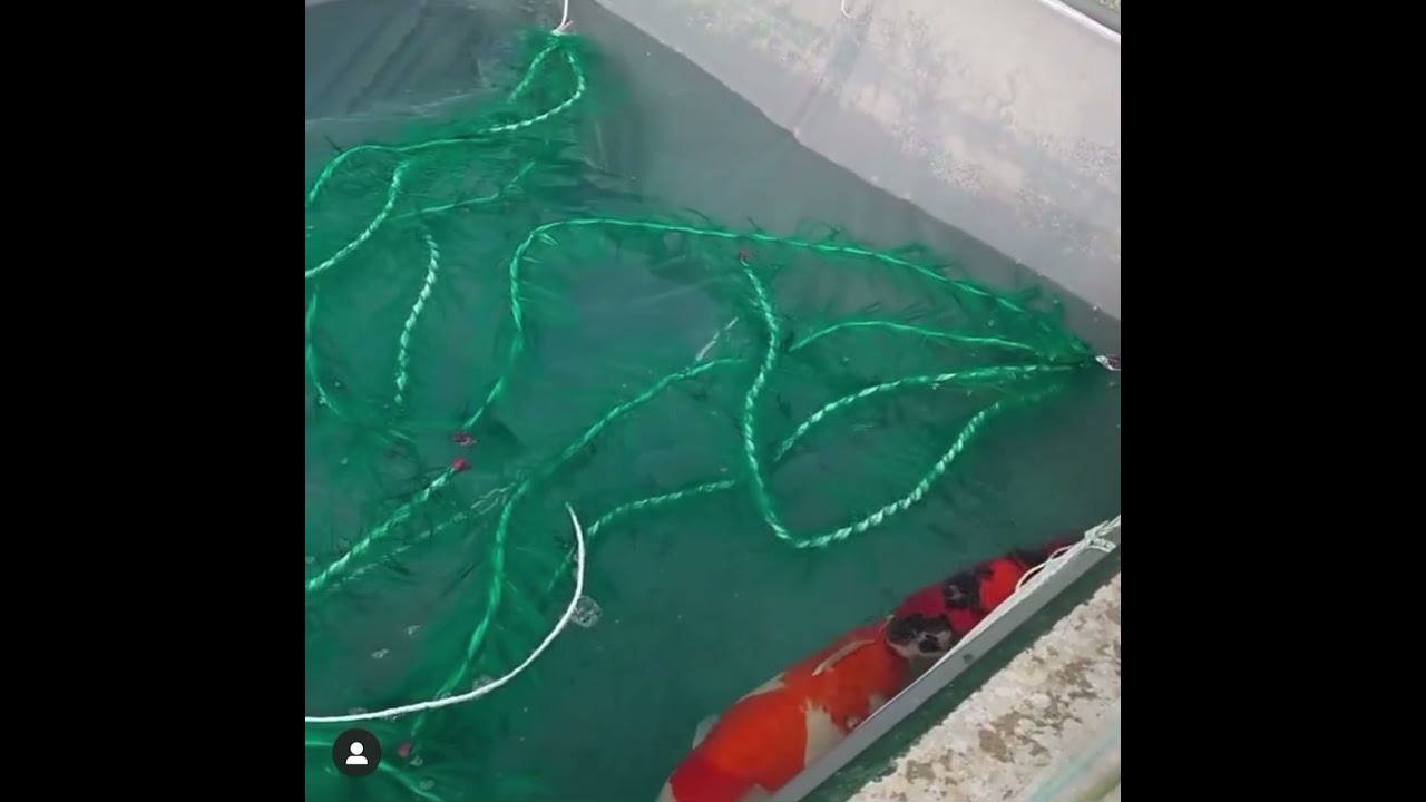 Jumbo Gosihki 😮Spawning with monster Kohaku 🤫 Baby Koi Fish breeding day by day! Part 1 Koifry2021