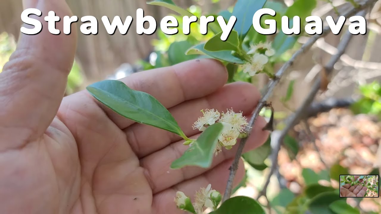 Such A Large Amount Of Fruit In Container (Strawberry Guava) WHY YOU SHOULD GROW ONE