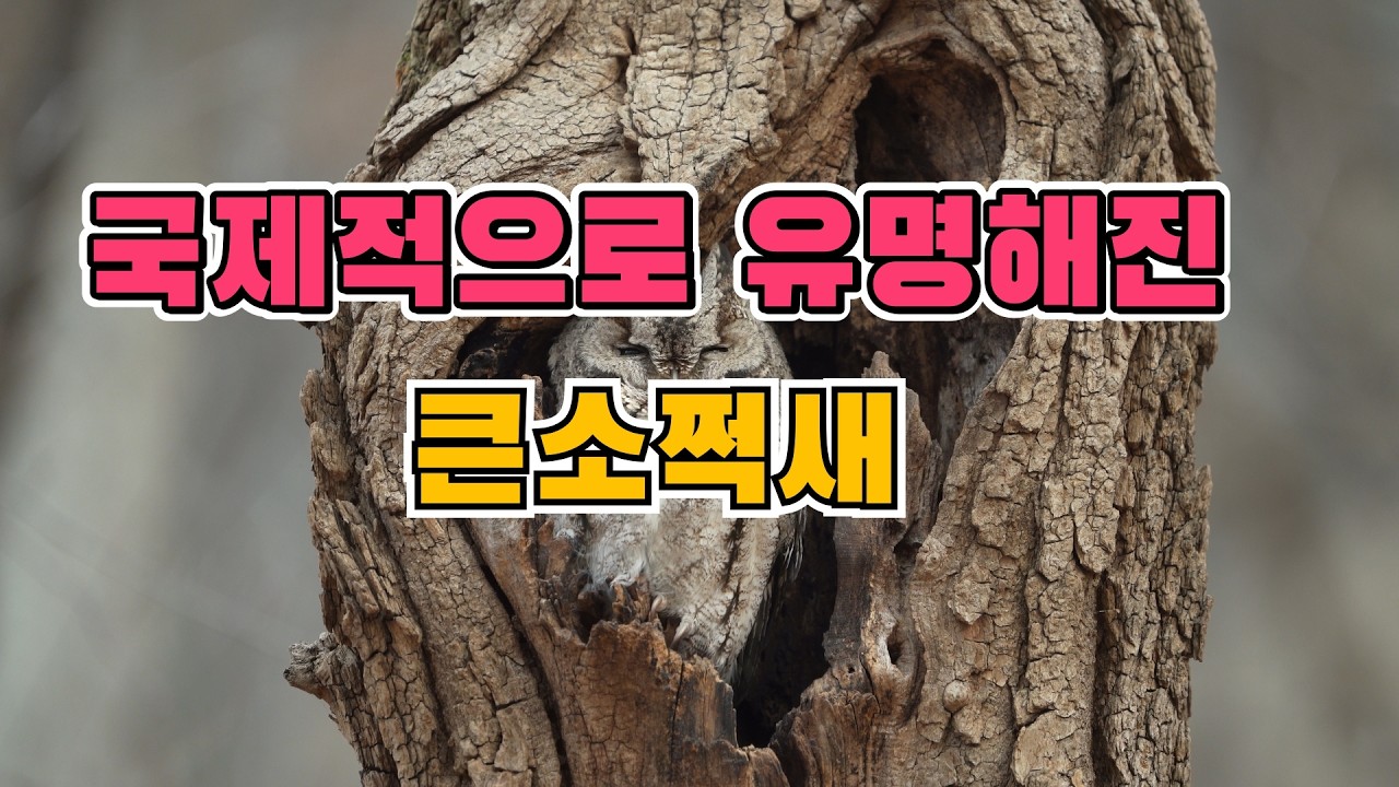 국제적 유명해진 큰소쩍새