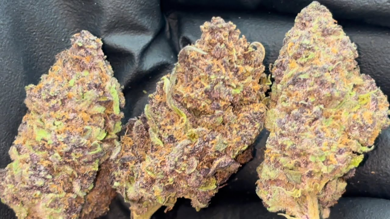SMOKE KIND GRAND DADDY PURPLE REVIEW (THE SAME AS TROPICANA CHERRY FROM THCA SMALL BUDS)