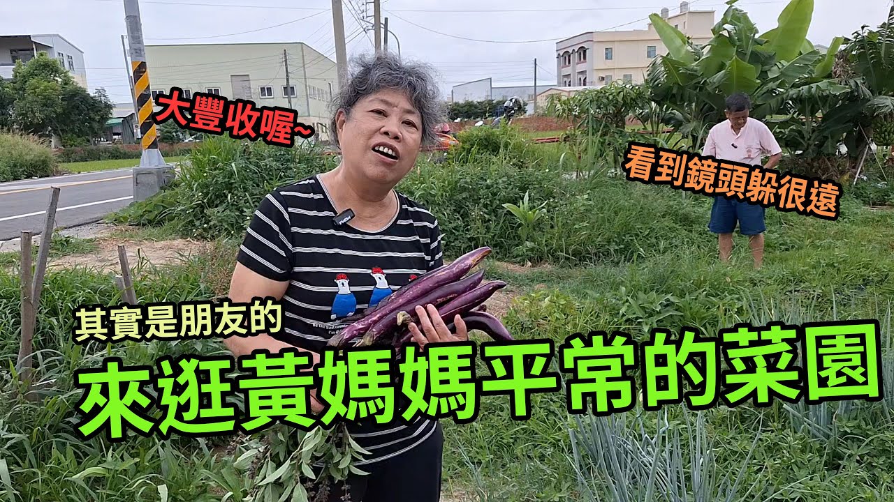 來逛黃媽媽平常的菜園看看種了哪些菜?(其實是朋友的) #台語 #農業 #農村生活#採集