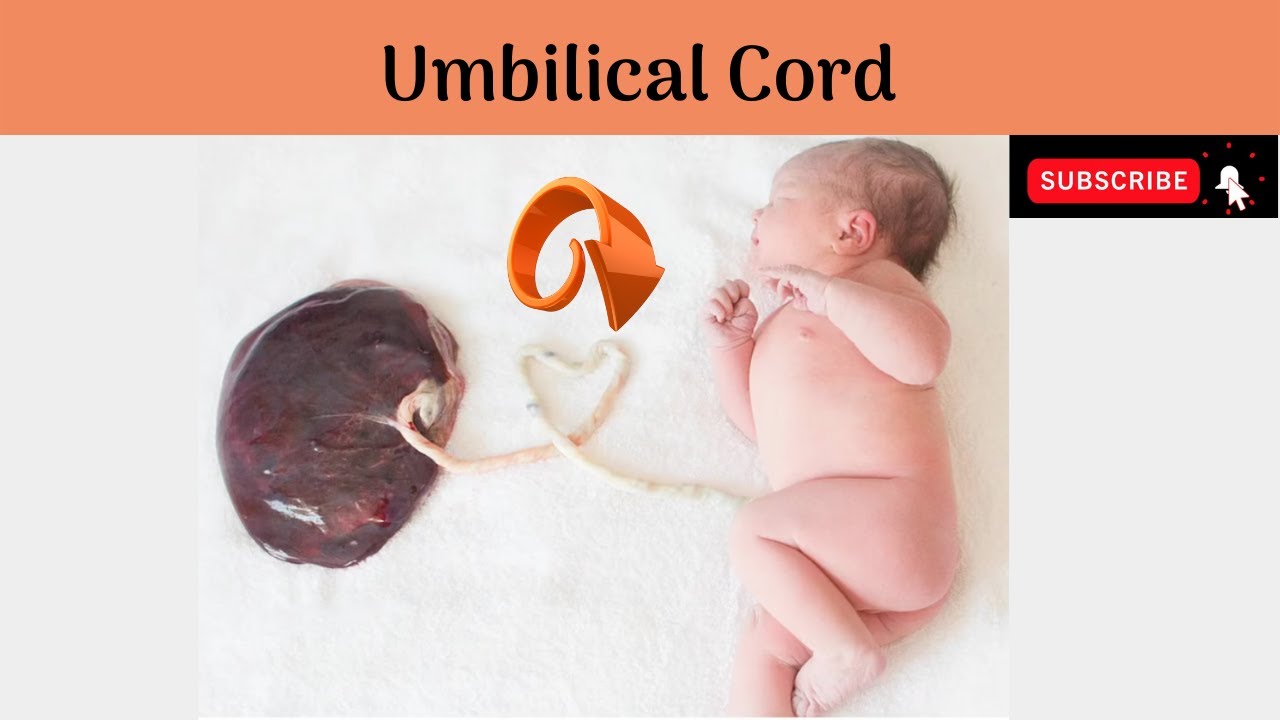 Umbilical Cord | Measurements | Characteristics | Formation | Contents 