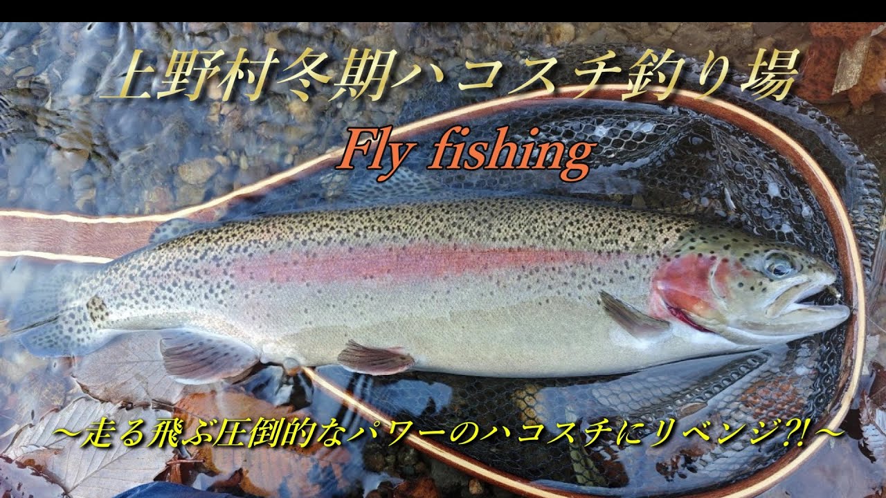 上野村冬期ハコスチ釣り場 　走る！飛ぶ！圧倒的なパワーのハコスチにリベンジ⁉　Fly fishing