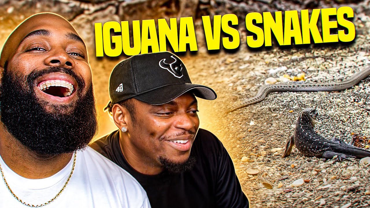 We Reacted to New Born Iguanas vs Snakes w/ @Tray