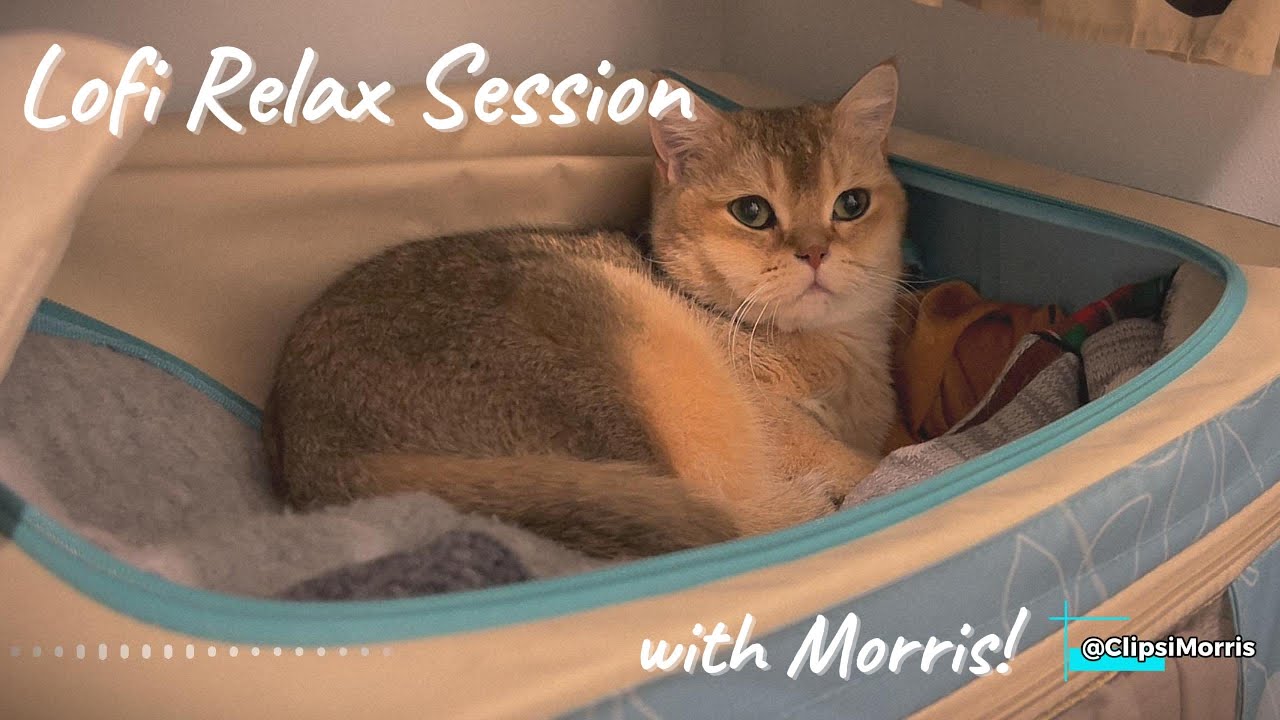 Lofi Relax Session. 30 Minutes Stress-Free Session with Morris. [Chill / Relax / Study]