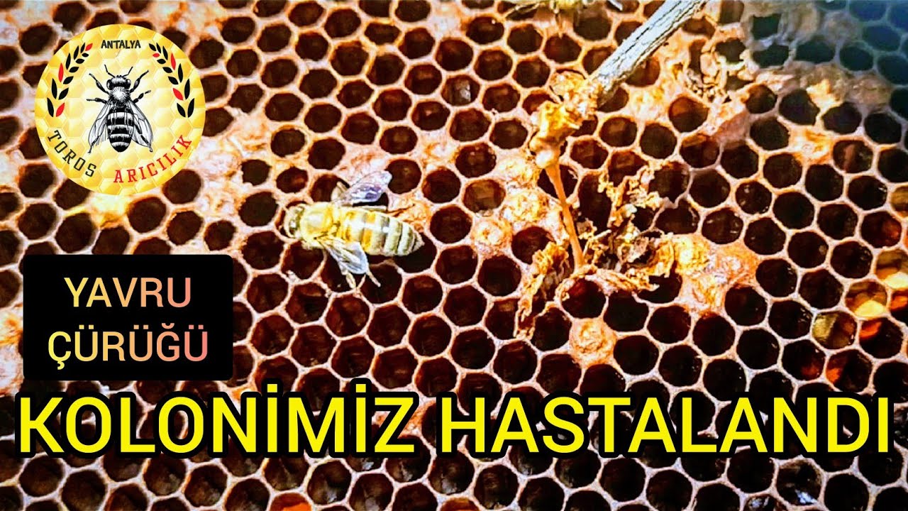 Yavru çürüklüğü olan arıya müdahale. Yavru çürüklüğü tespiti