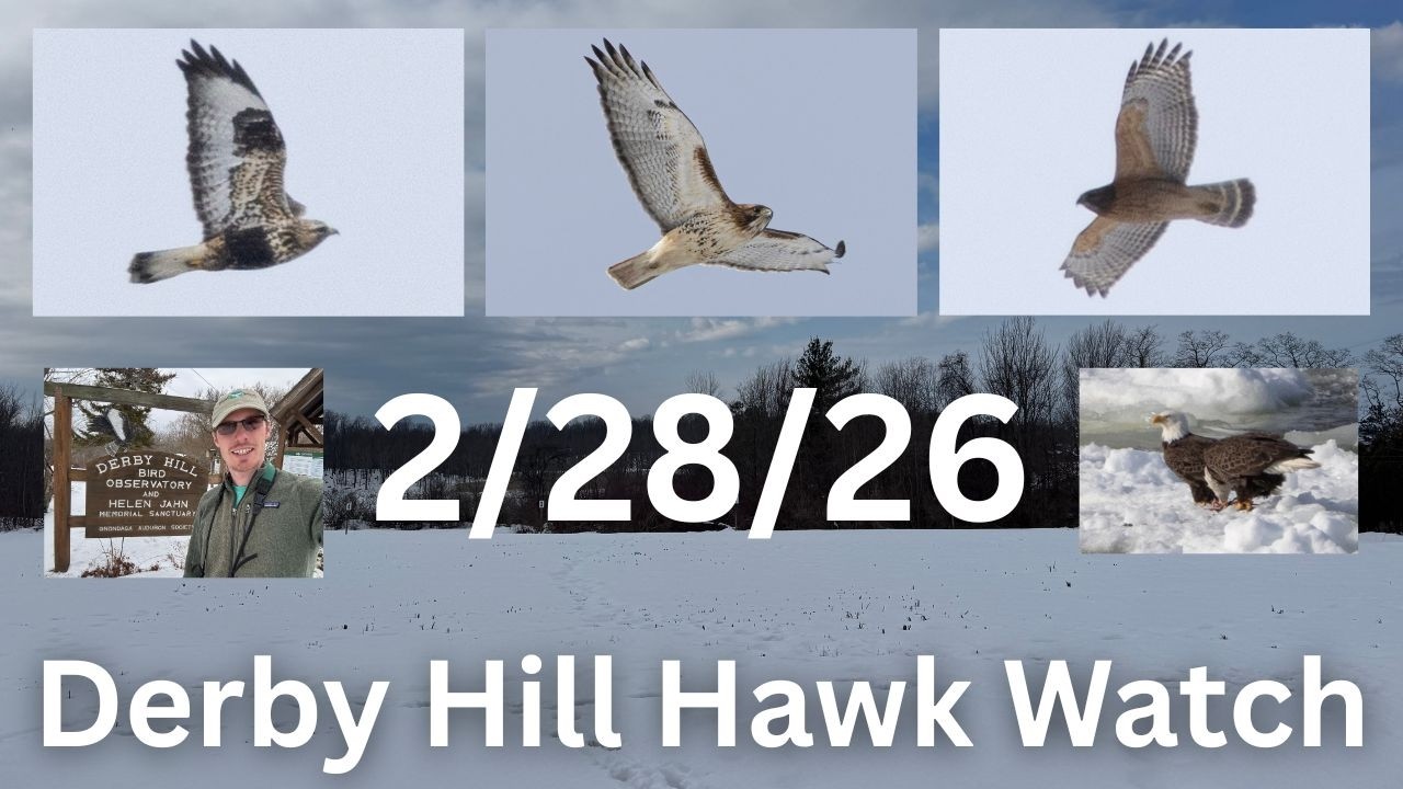 [0] A nice hawk flight to start a new season at the Derby Hill Hawk Watch, 2/28/26